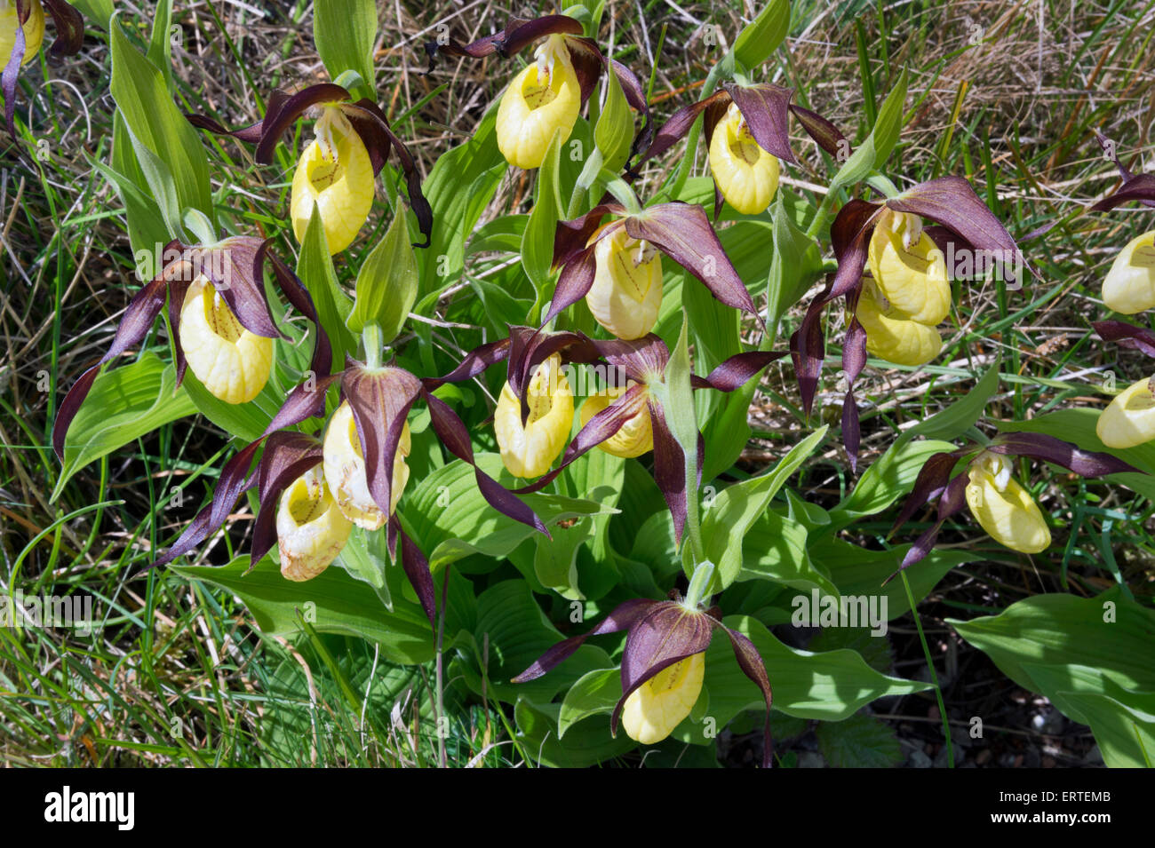Frauenschuh Orchideen, Gang Schubkarren National Nature Reserve, Cumbria, UK Stockfoto