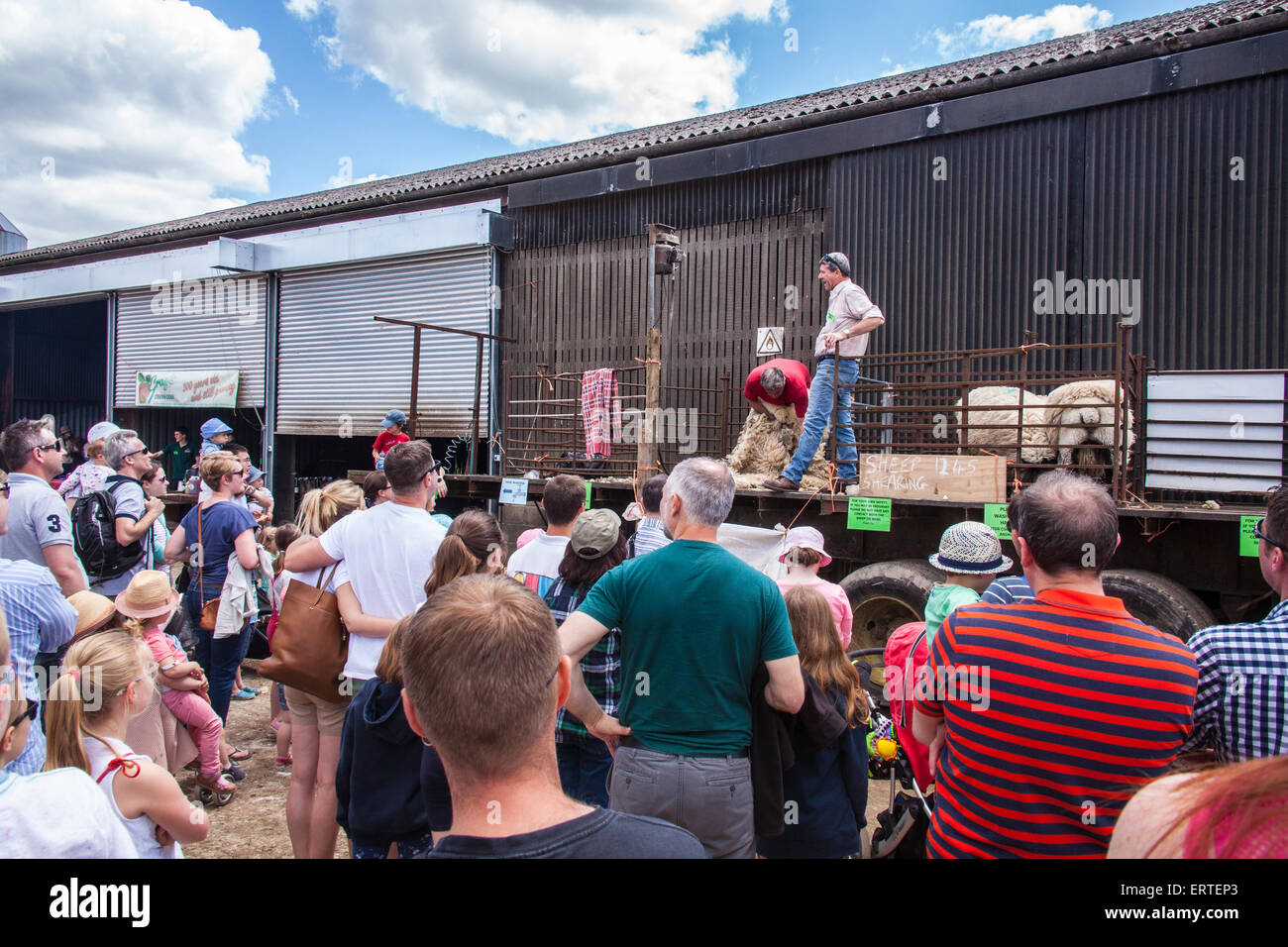 Schafschur Demonstration bei Cheriton mittleren Farm auf Bauernhof sonntags geöffnet. Cheriton, Hampshire, England, Vereinigtes Königreich. Stockfoto