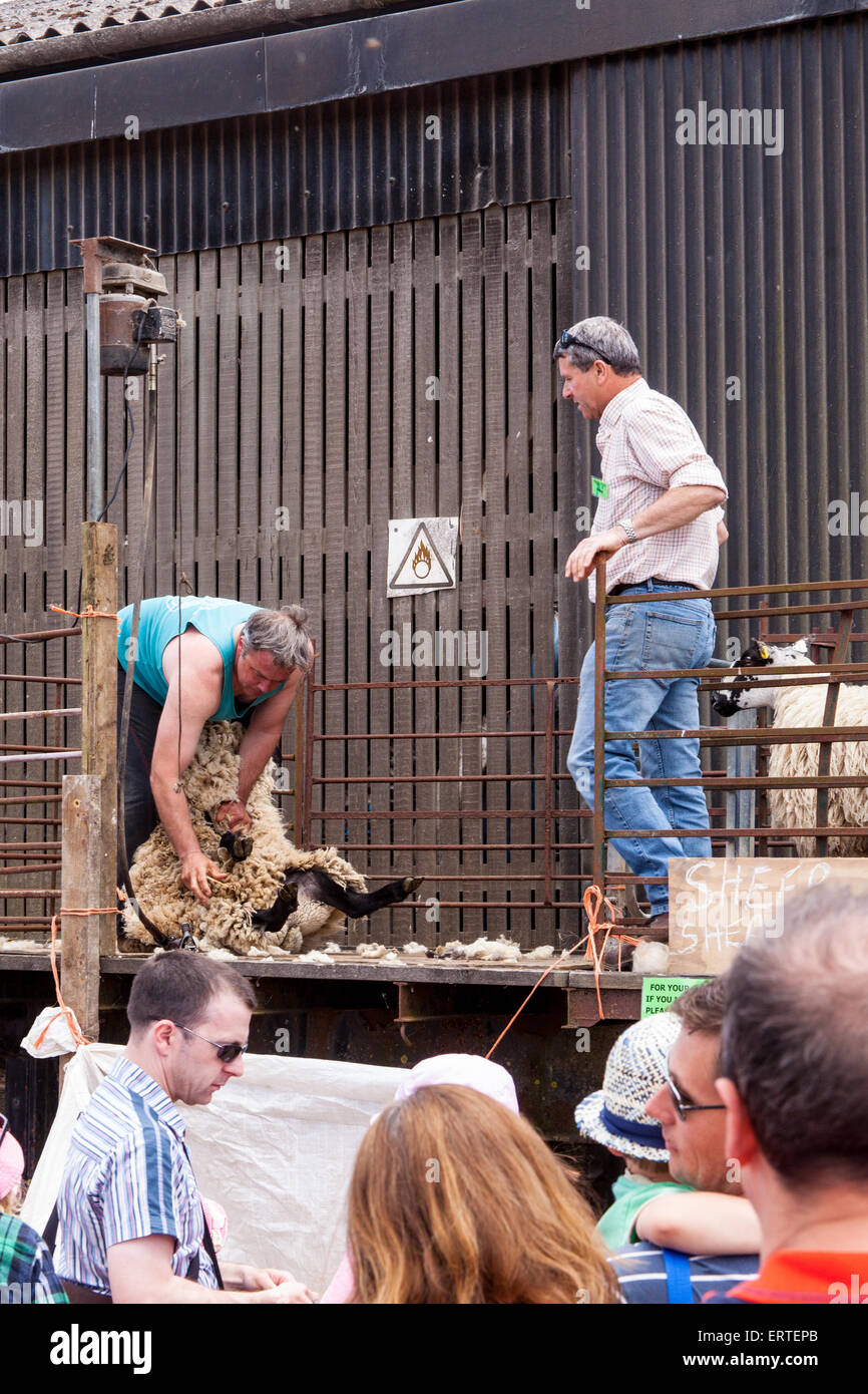 Schafschur Demonstration bei Cheriton mittleren Farm auf Bauernhof sonntags geöffnet. Cheriton, Hampshire, England, Vereinigtes Königreich. Stockfoto