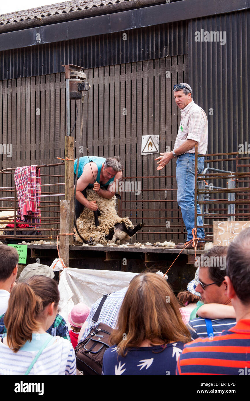 Schafschur Demonstration bei Cheriton mittleren Farm auf Bauernhof sonntags geöffnet. Cheriton, Hampshire, England, Vereinigtes Königreich. Stockfoto