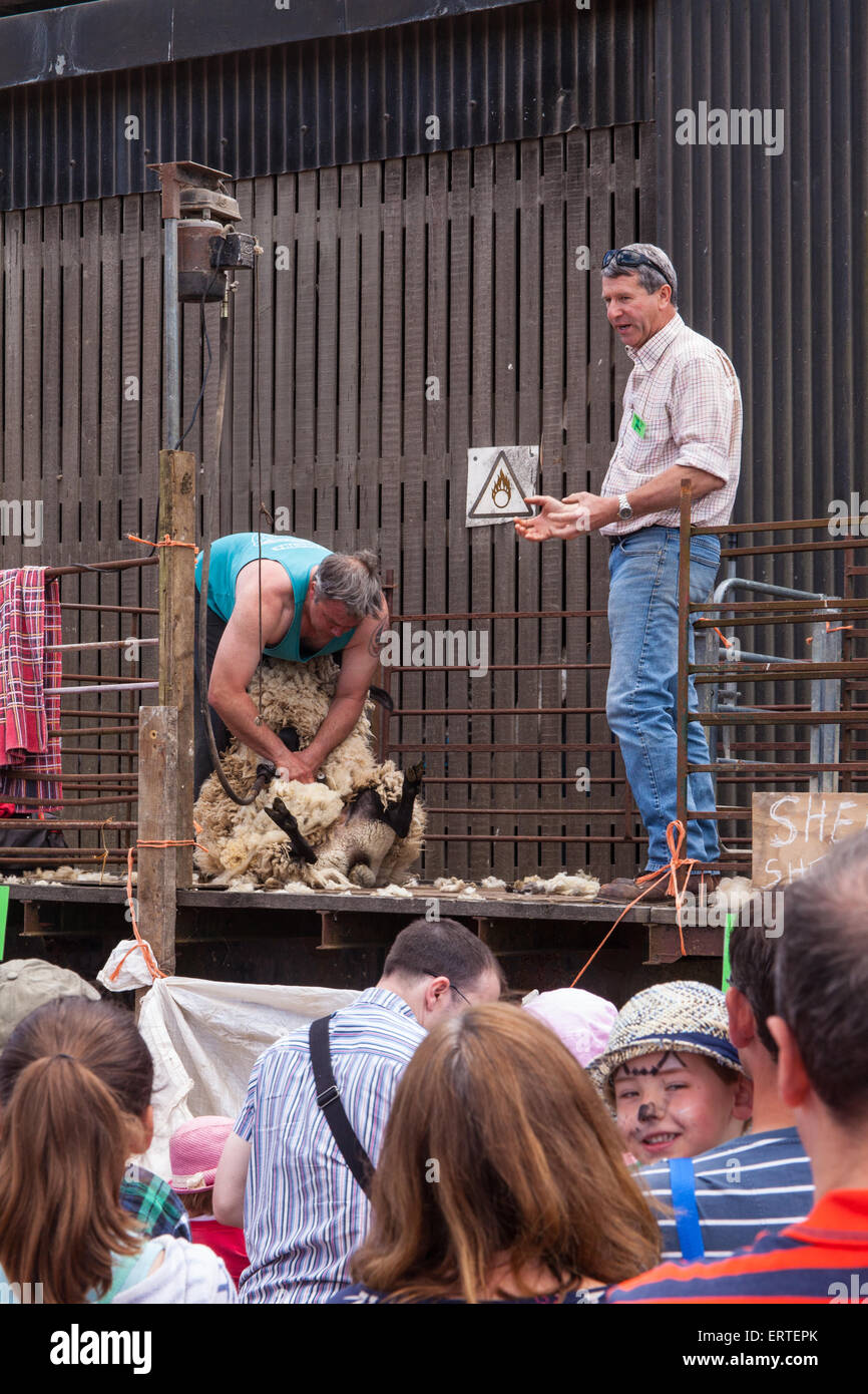 Schafschur Demonstration bei Cheriton mittleren Farm auf Bauernhof sonntags geöffnet. Cheriton, Hampshire, England, Vereinigtes Königreich. Stockfoto