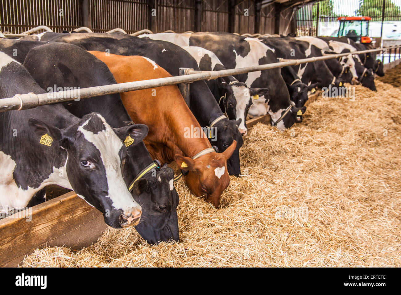 Milchkühe in einem intensiven indoor Scheune-System. Cheriton nahen Bauernhof, Cheriton, Hampshire, England, Vereinigtes Königreich. Stockfoto