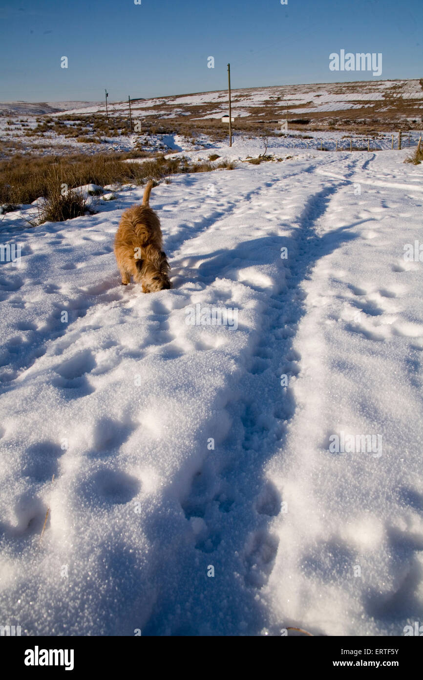 Terrier Gott spielen auf dem Schnee bedeckt Land Track, Glen Whilly, Dumfries and Galloway, Schottland Stockfoto