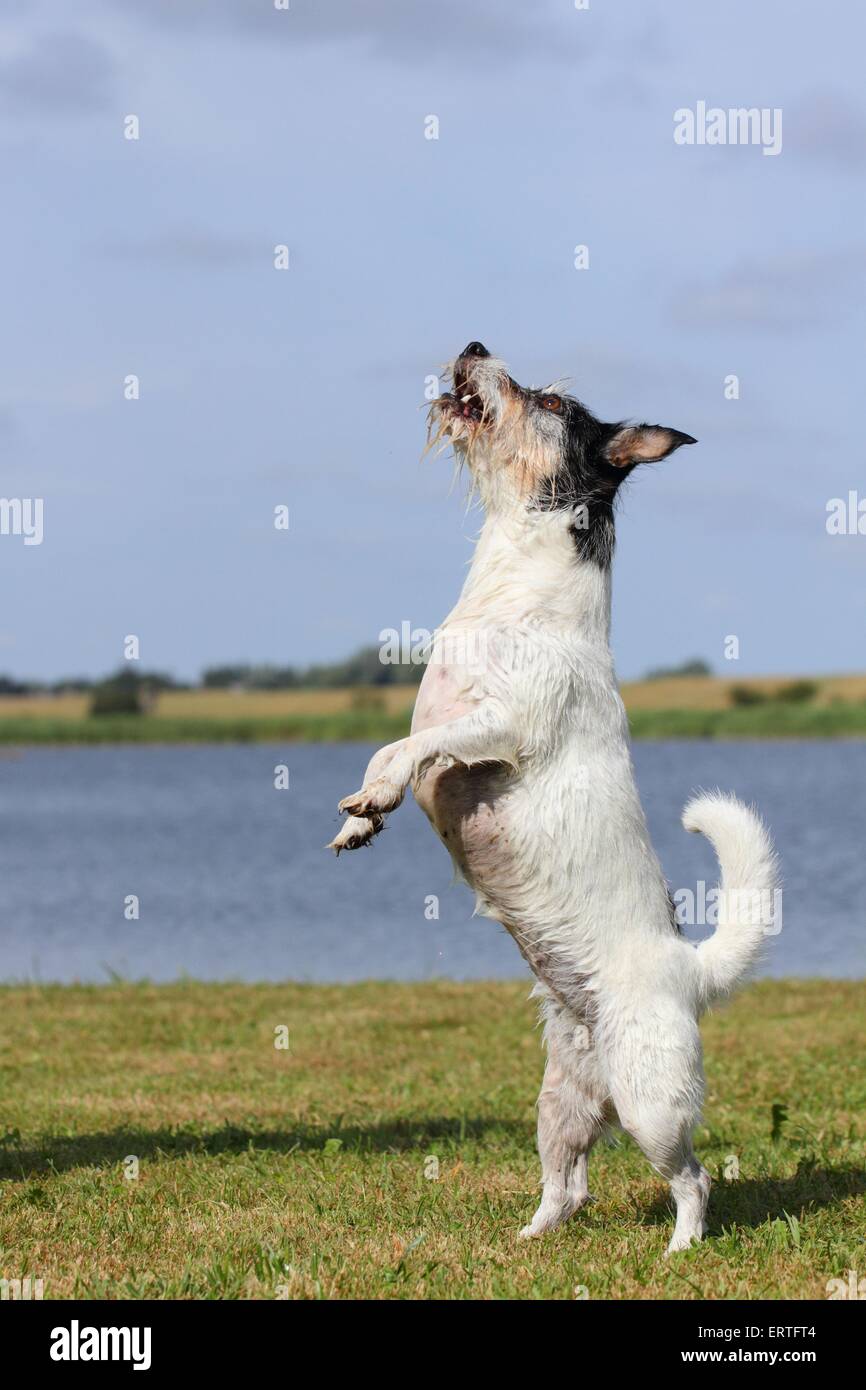 Jack Russell Terrier zeigt trick Stockfoto