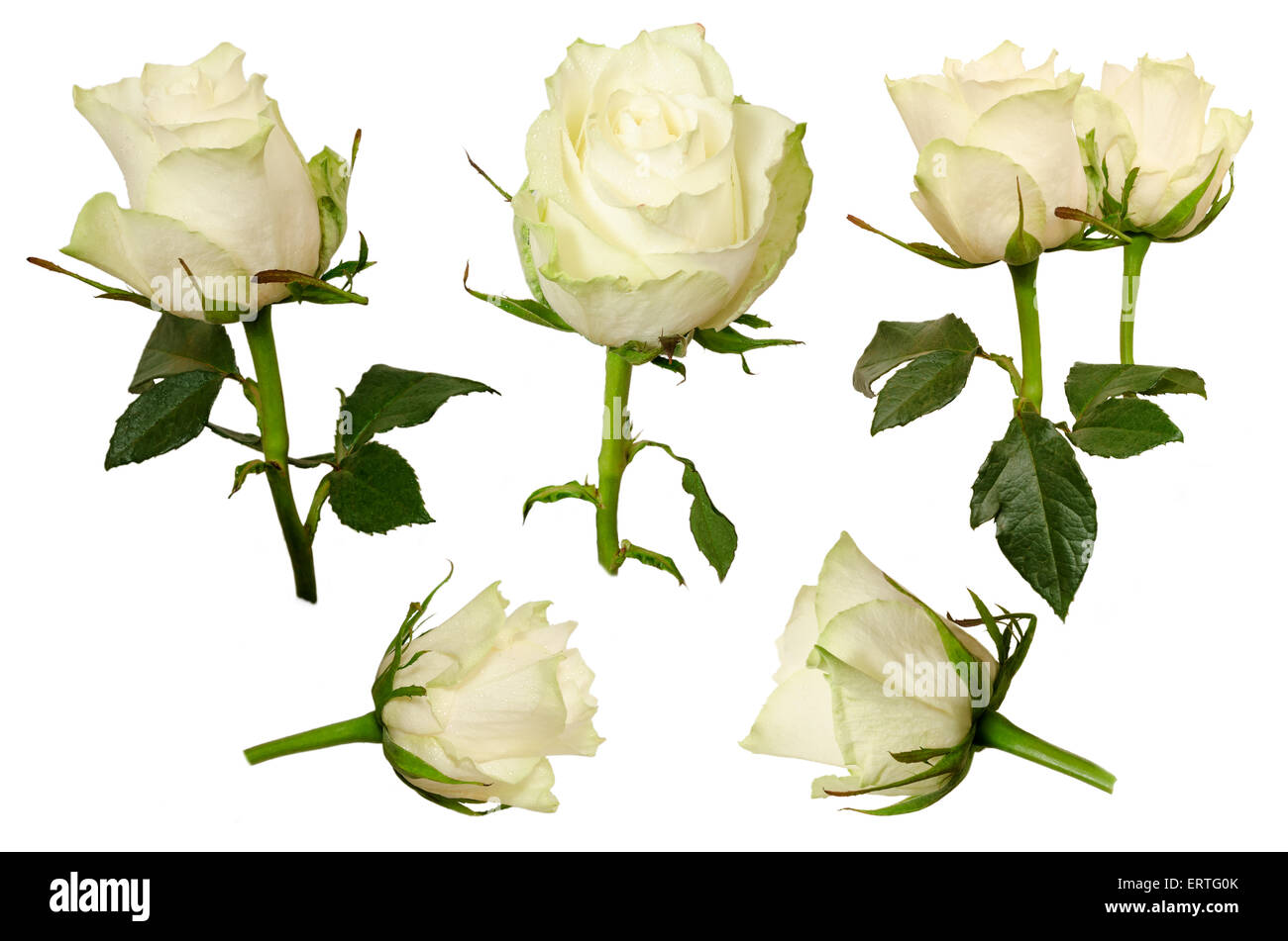 Festlegen Sie schöne Rosen mit Regentropfen isoliert auf weißem Hintergrund Stockfoto
