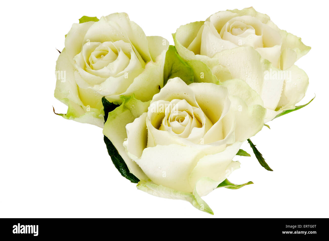 Schöne drei Rosen mit Regen Tropfen isolierten auf weißen Hintergrund. Draufsicht. Stockfoto
