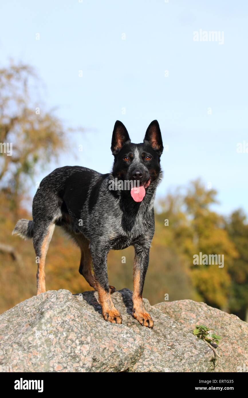 Australian Cattle Dog Stockfoto