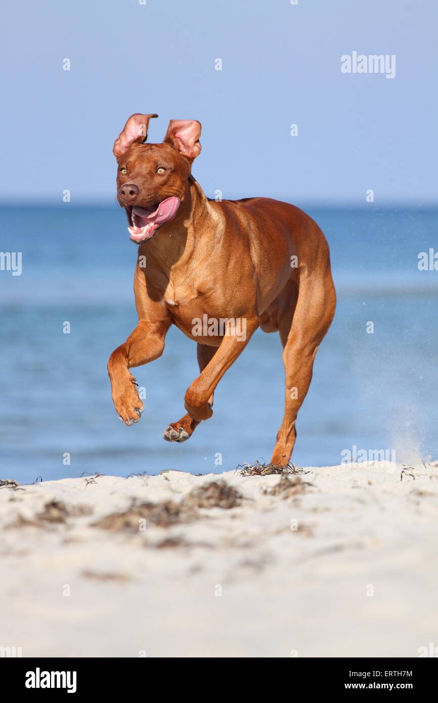 Rhodesian Ridgeback laufen Stockfoto