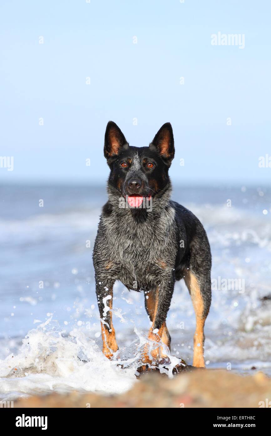 stehende Australian Cattle Dog Stockfoto