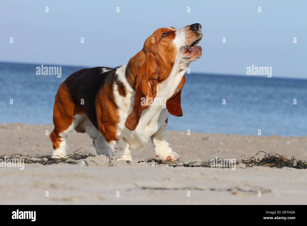 Basset hound baying