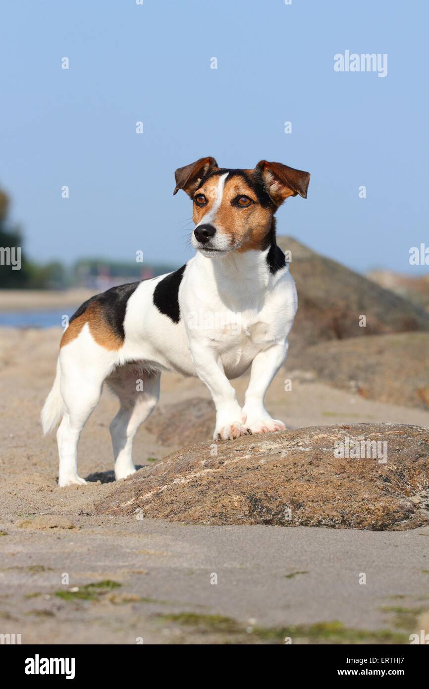 Jack-Russell-Mischling stehend Stockfoto