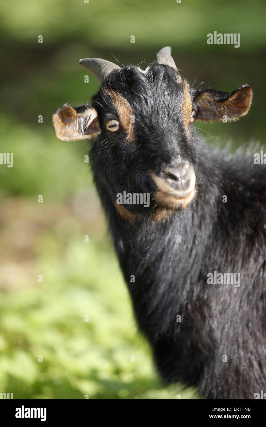 Ziege Stockfoto