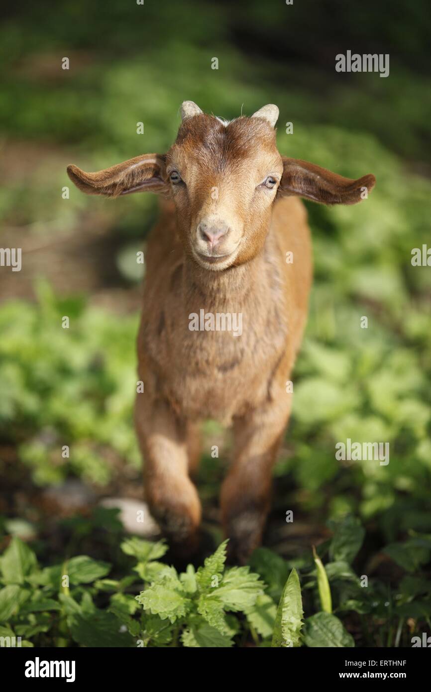 Kid Stockfoto