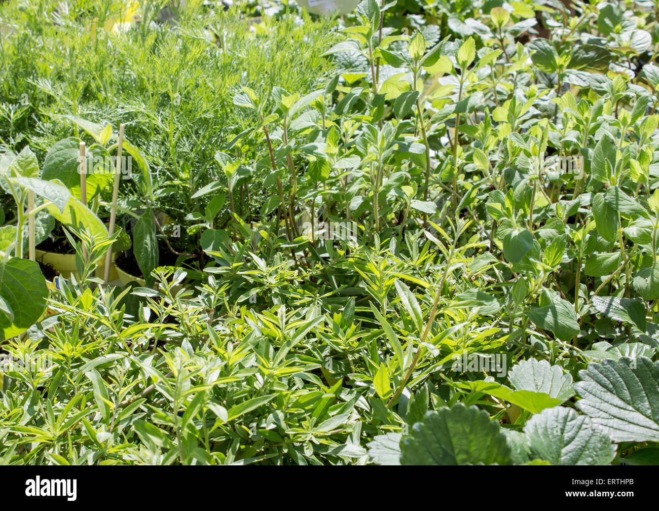 verschiedene Kräuter und Pflanzen von Obstarten Stockfoto