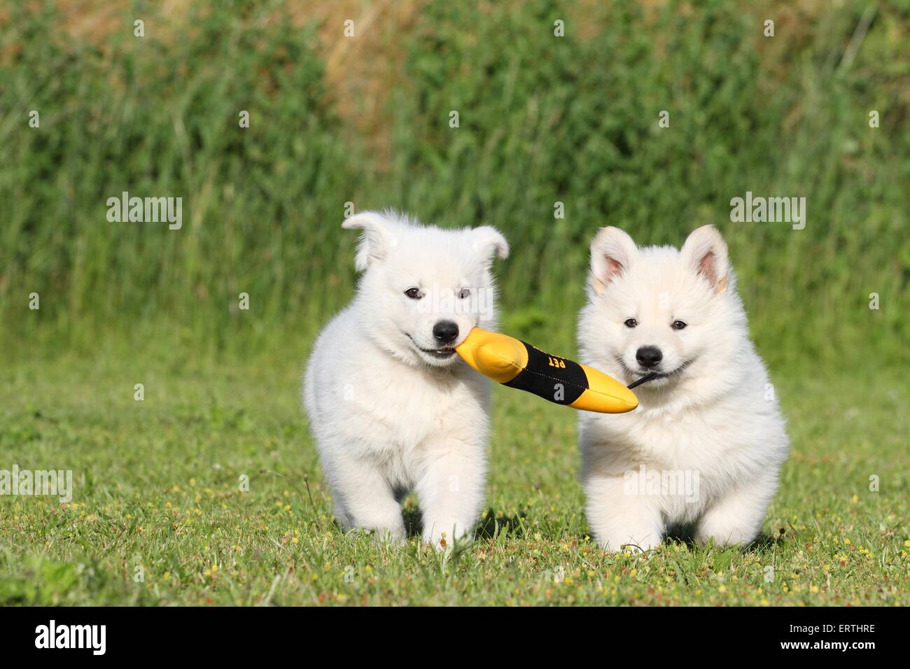 Berger Blanc Suisse Welpen Stockfoto