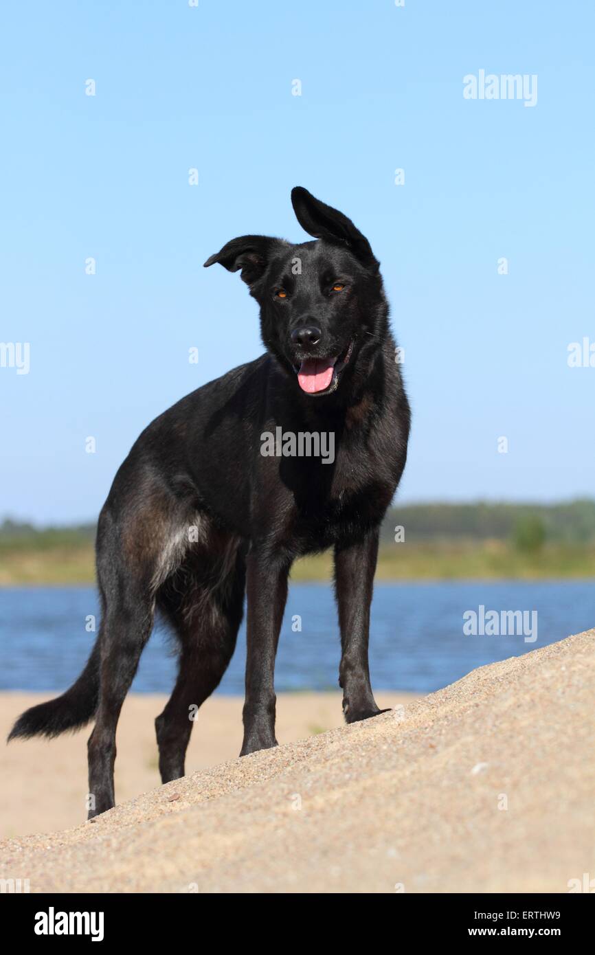 Labrador-Schäferhund stehend Stockfotografie - Alamy