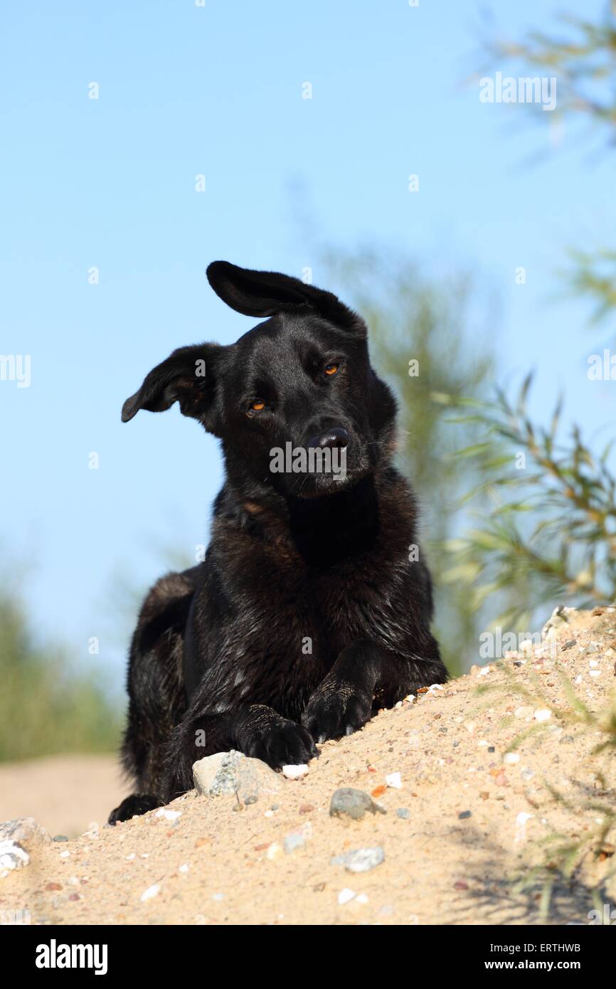 Labrador-Schäferhund liegend Stockfoto