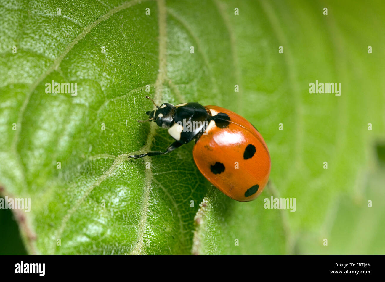 Marienkäfer (Coccinella Septempunctata) auf einem Blatt Stockfoto