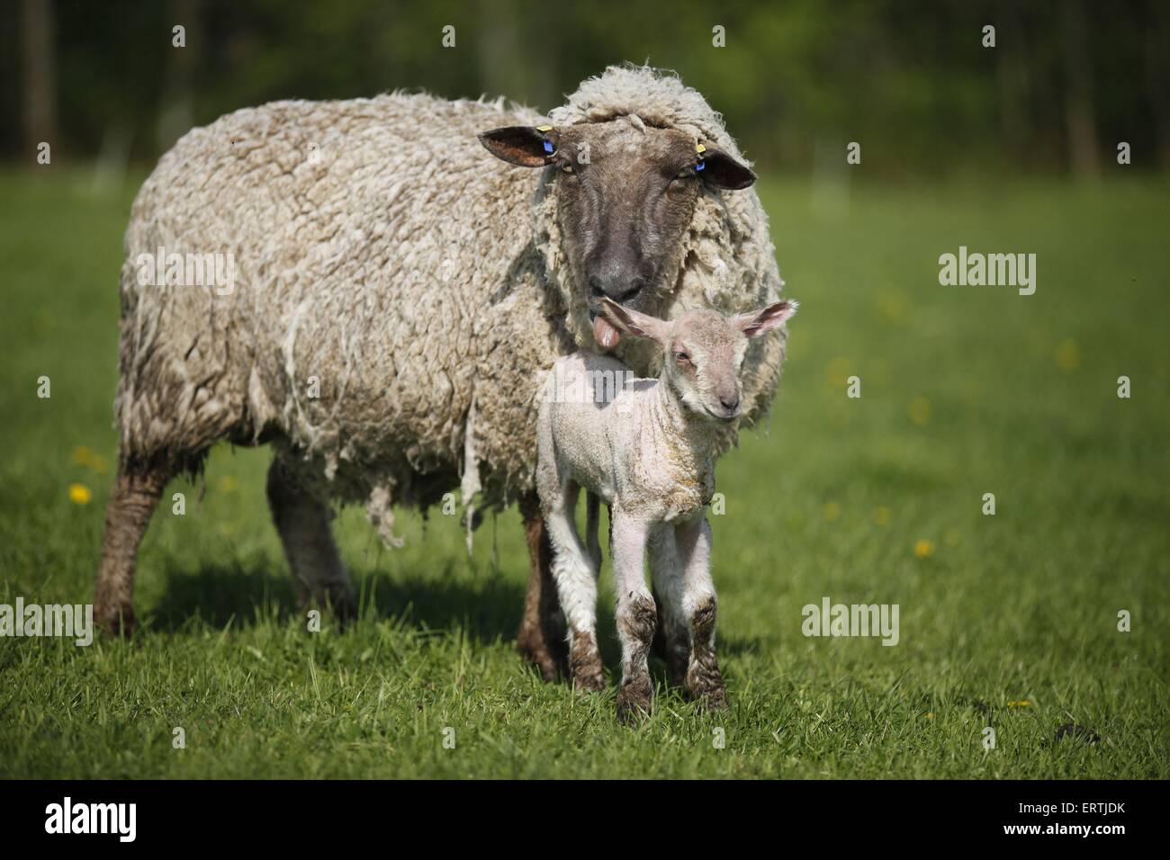 Schaf mit Lamm Stockfoto