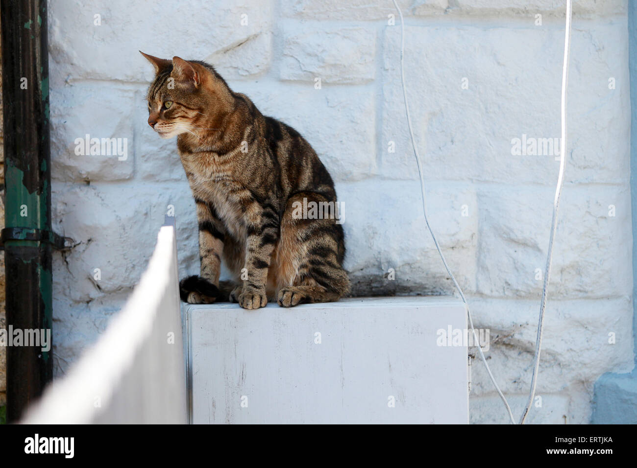 Tabby Katze sitzt im Schatten am Zählerkasten vor weißen Wand. Stockfoto