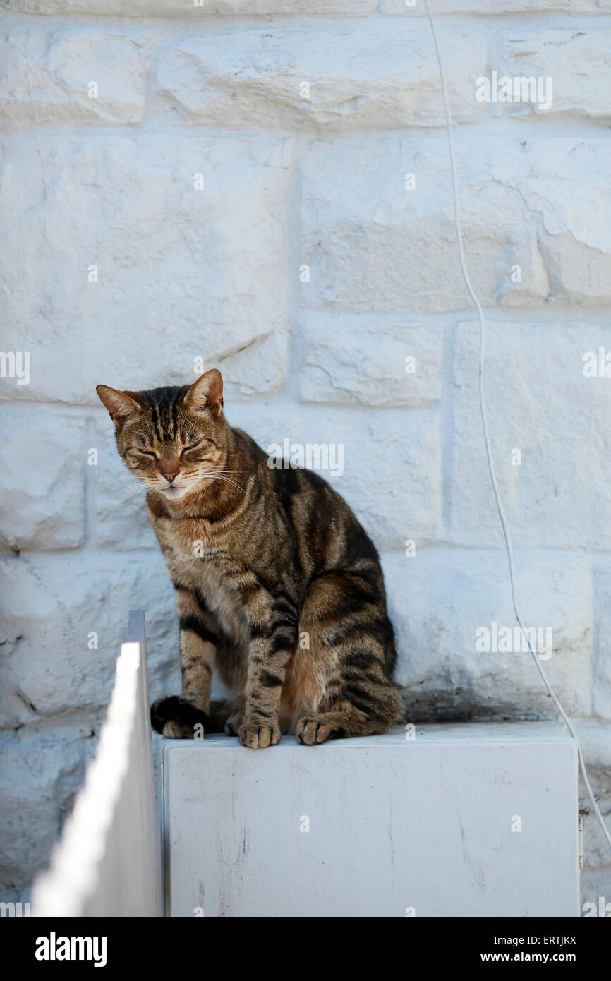 Tabby Katze sitzt im Schatten am Zählerkasten vor weißen Wand. Stockfoto