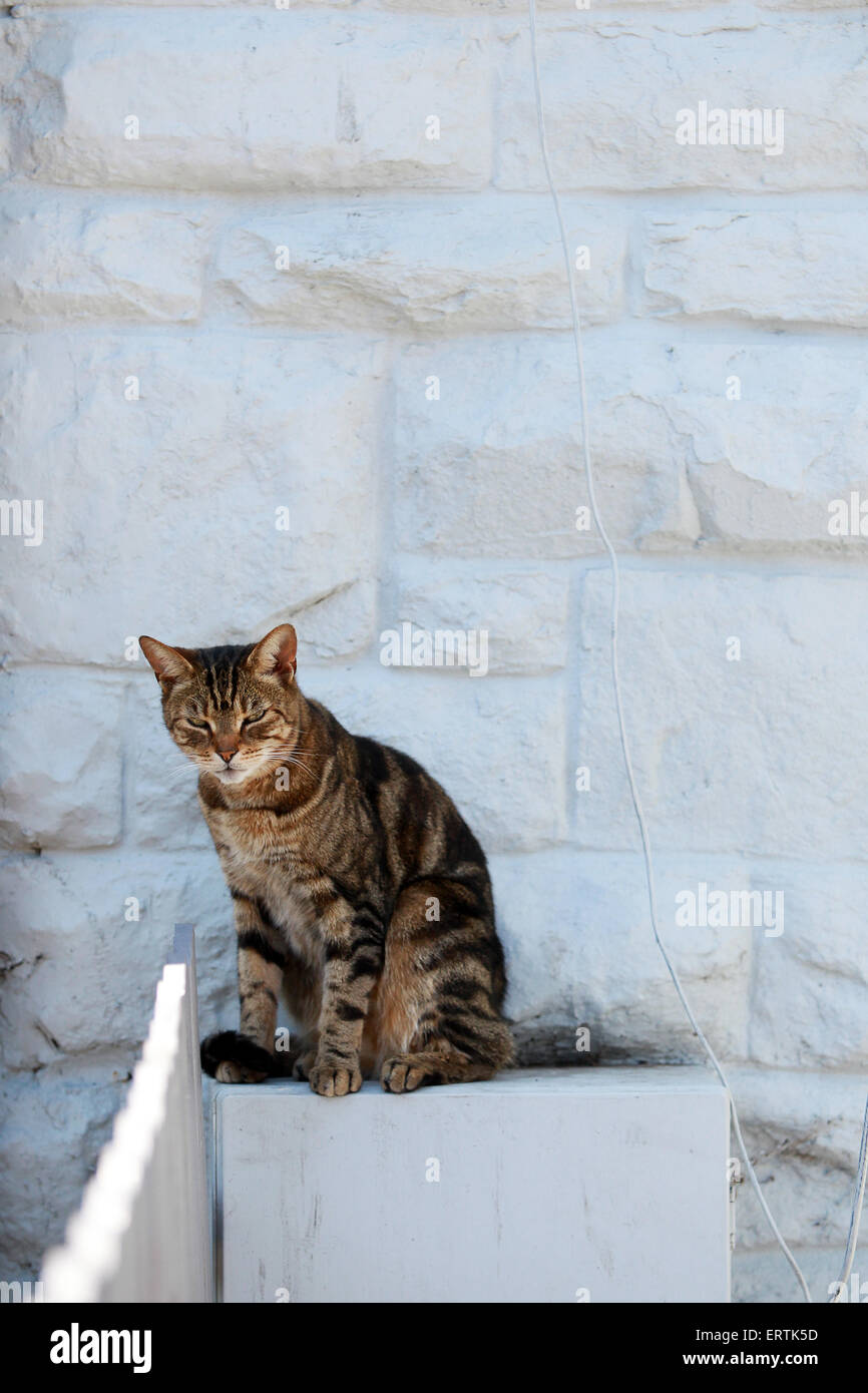 Tabby Katze sitzt im Schatten am Zählerkasten vor weißen Wand. Stockfoto