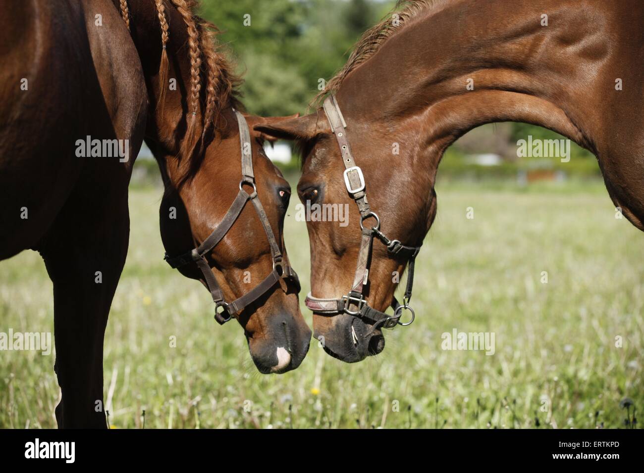 Pferde Stockfoto
