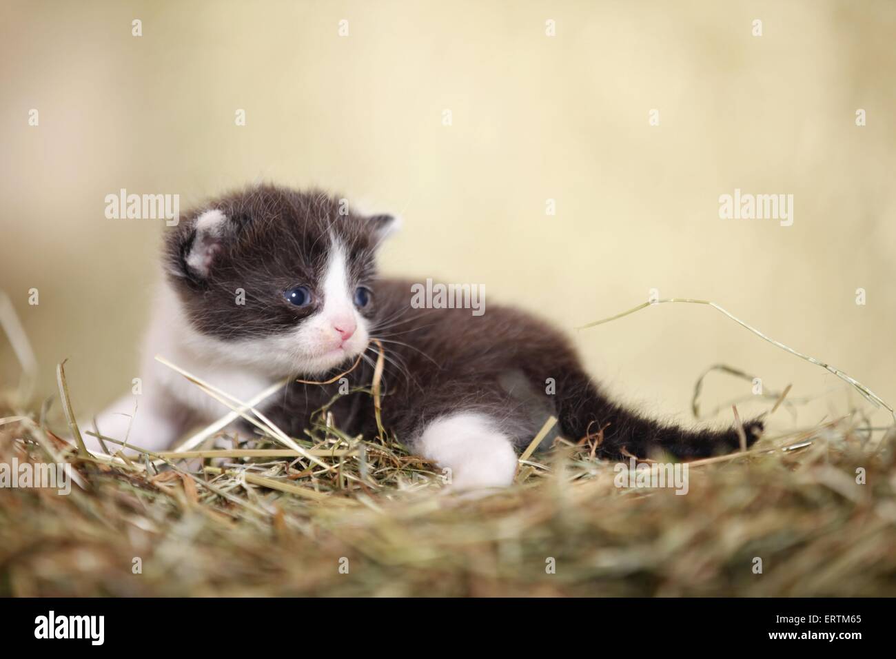 Kätzchen Stockfoto