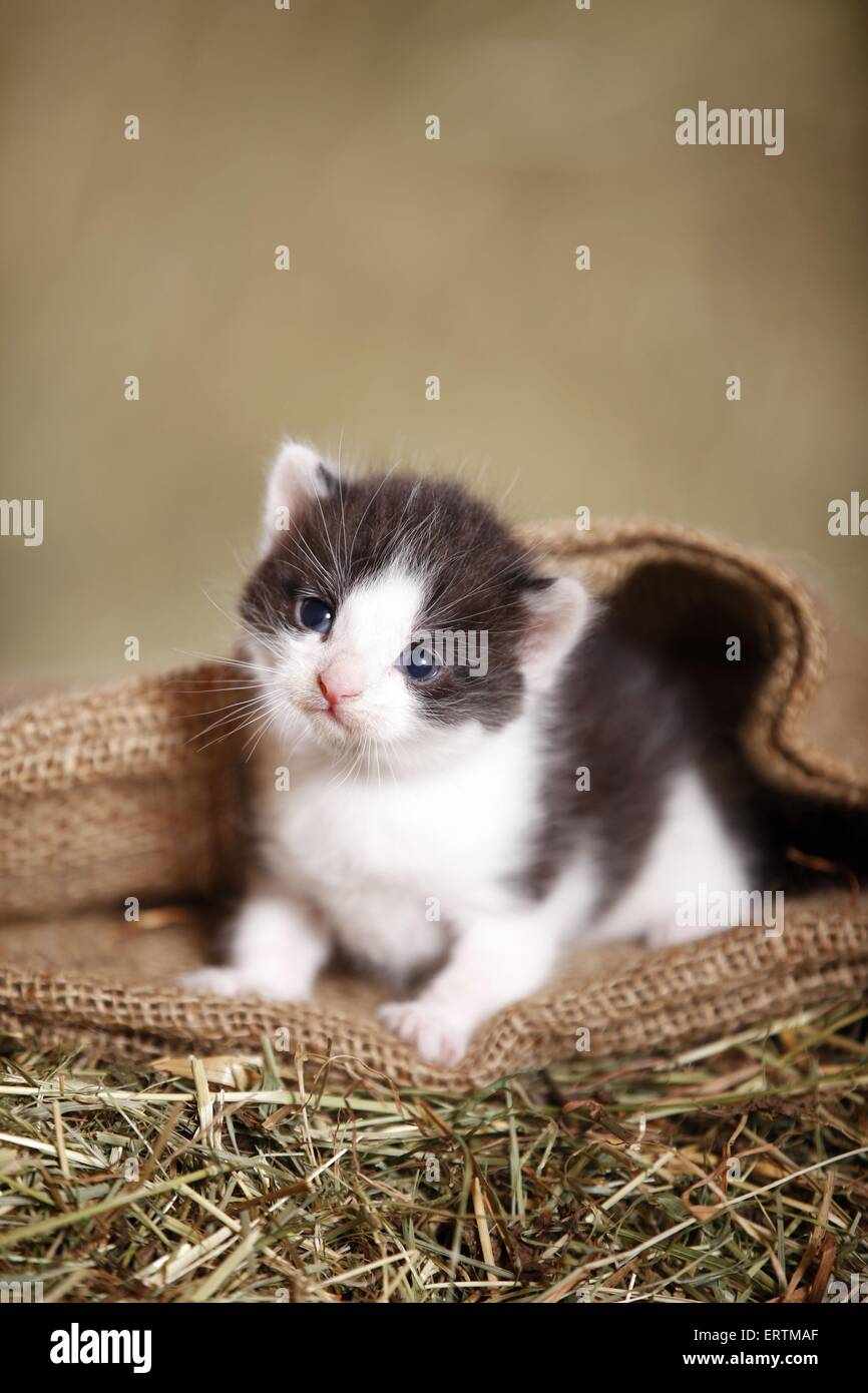 Kätzchen Stockfoto