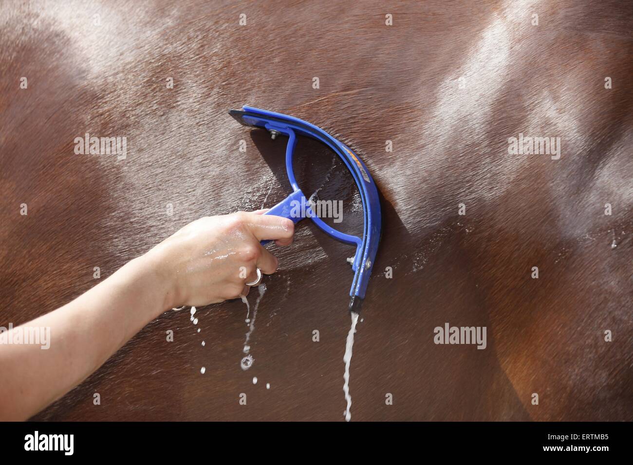 Pferd nimmt Dusche Stockfoto