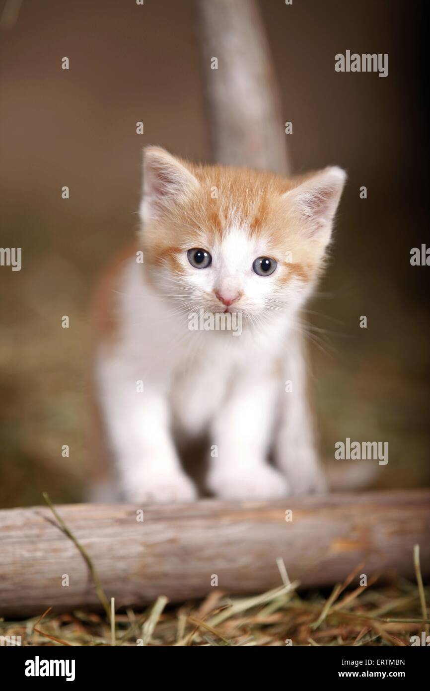 Kätzchen Stockfoto