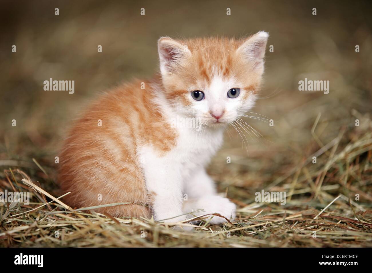 Kätzchen Stockfoto