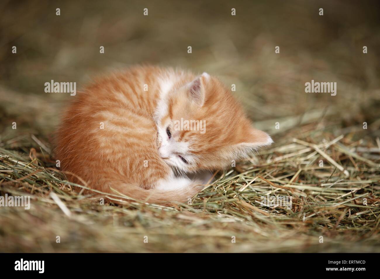 Kätzchen Stockfoto