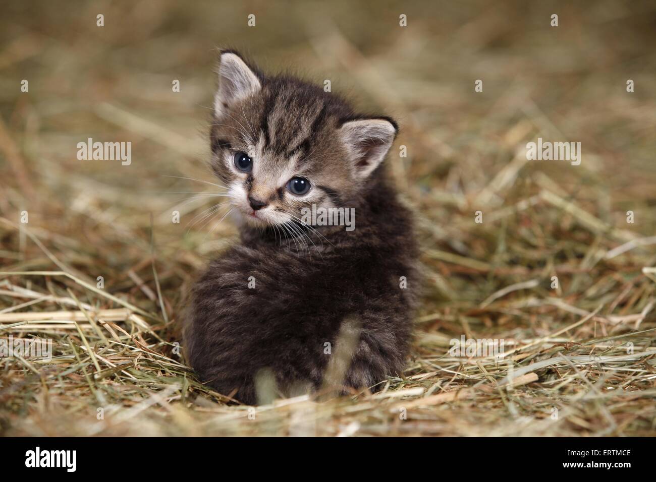 Kätzchen Stockfoto