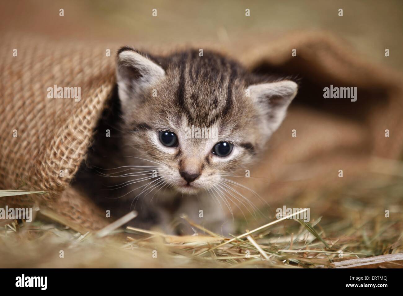 Kätzchen Stockfoto