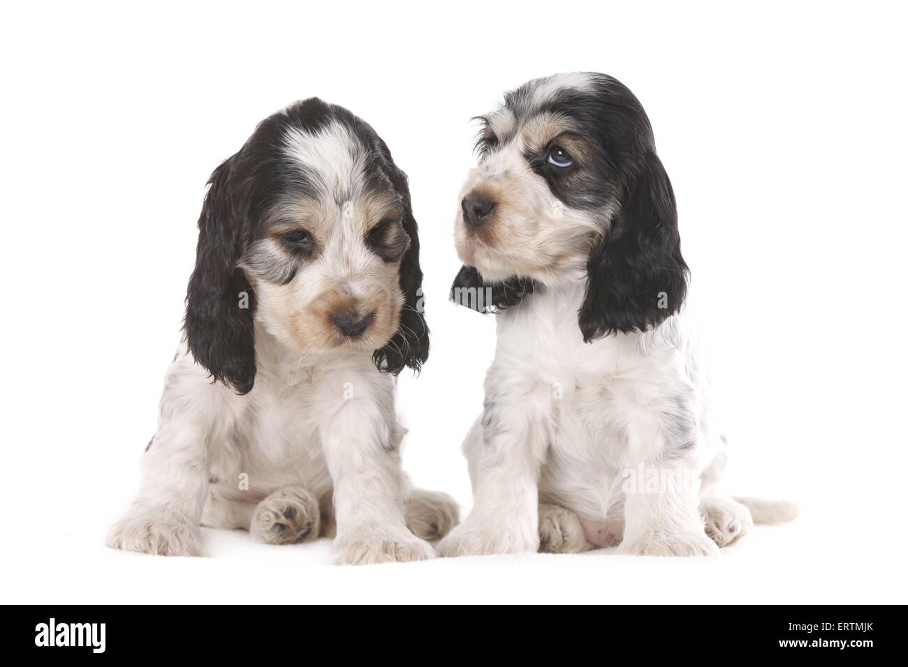 Cocker Welpen sitzen Stockfoto