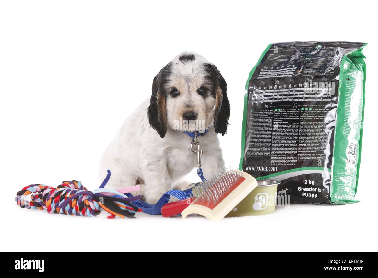 English Cocker Spaniel Welpen Stockfoto