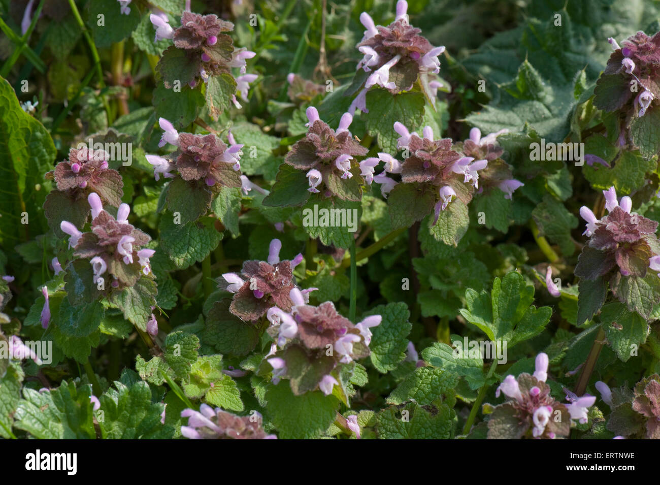 Roten Toten-Nessel Lamium Purpureum, blühende Pflanzen, Berkshire, April Stockfoto