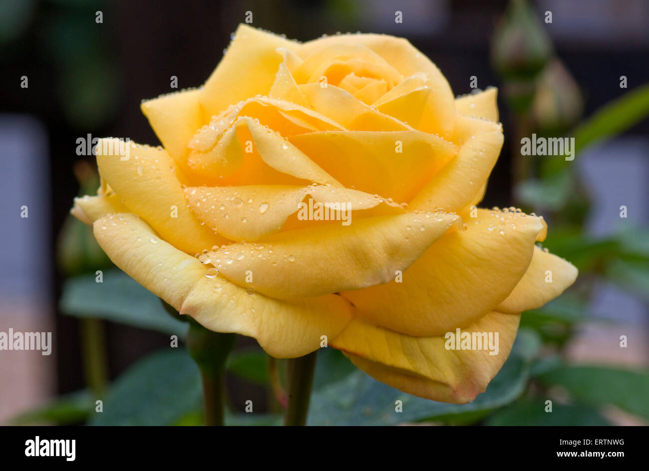 Rose 'Arthur Bell' gelbe Blüte mit Tautropfen Stockfoto