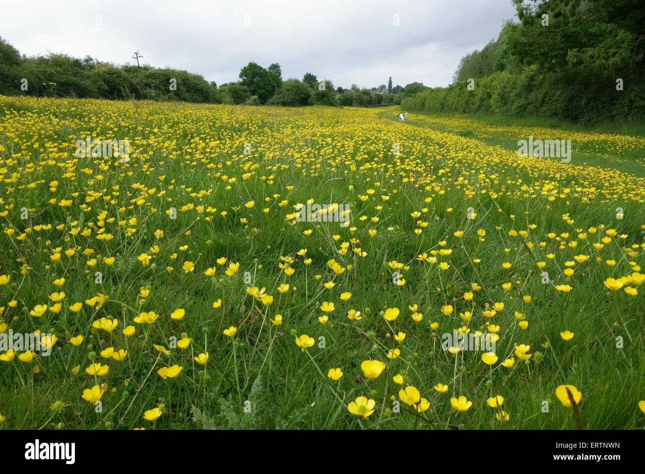 Feld-Hahnenfuß, Ranunculus Acris, Blüte auf Gemeindeland zwischen der Bahnlinie und dem Kanal auf Hungerford, Mai Stockfoto