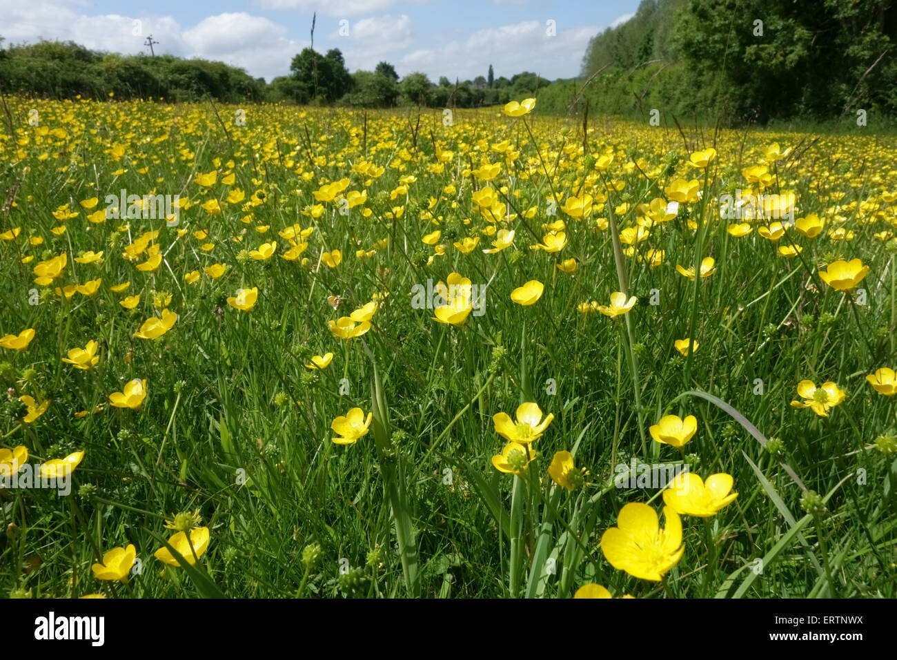 Feld-Hahnenfuß, Ranunculus Acris, Blüte auf Gemeindeland zwischen der Bahnlinie und dem Kanal auf Hungerford, Mai Stockfoto