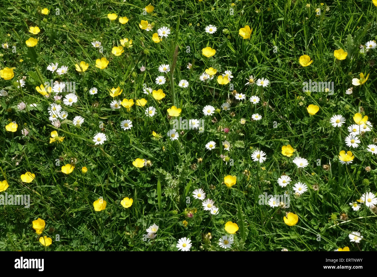 Feld Hahnenfuß, Ranunculus Acris und Gänseblümchen, Bellis Perennis, Blüte im Grünland auf Hungerford, Mai Stockfoto