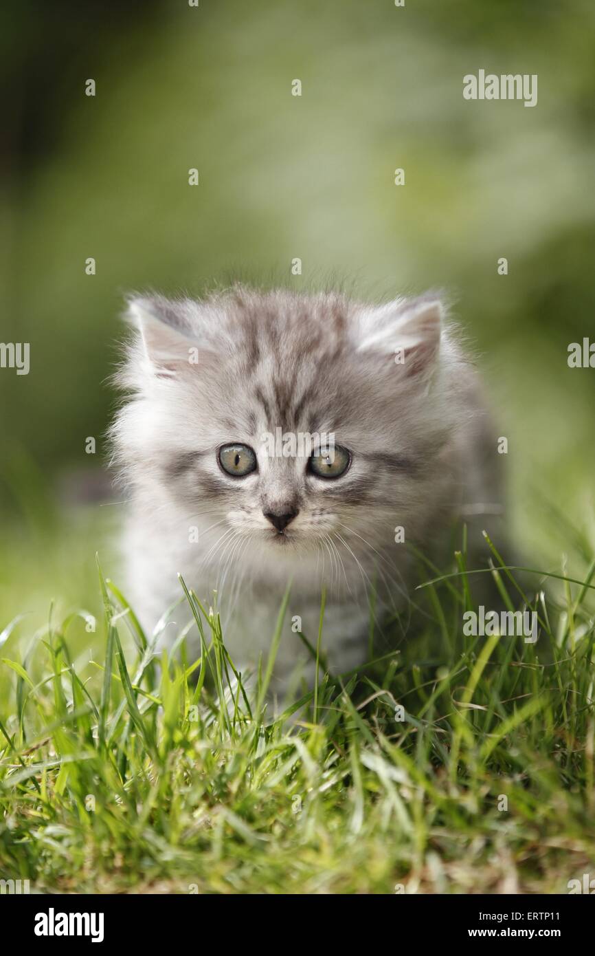 Norwegische Waldkatzen kitten Stockfoto