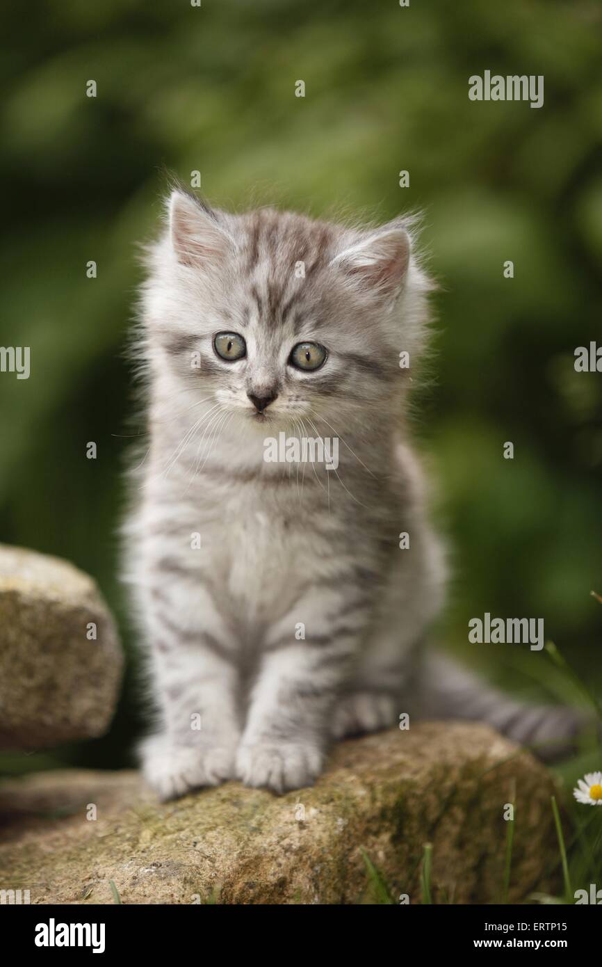 Norwegische Waldkatzen kitten Stockfoto