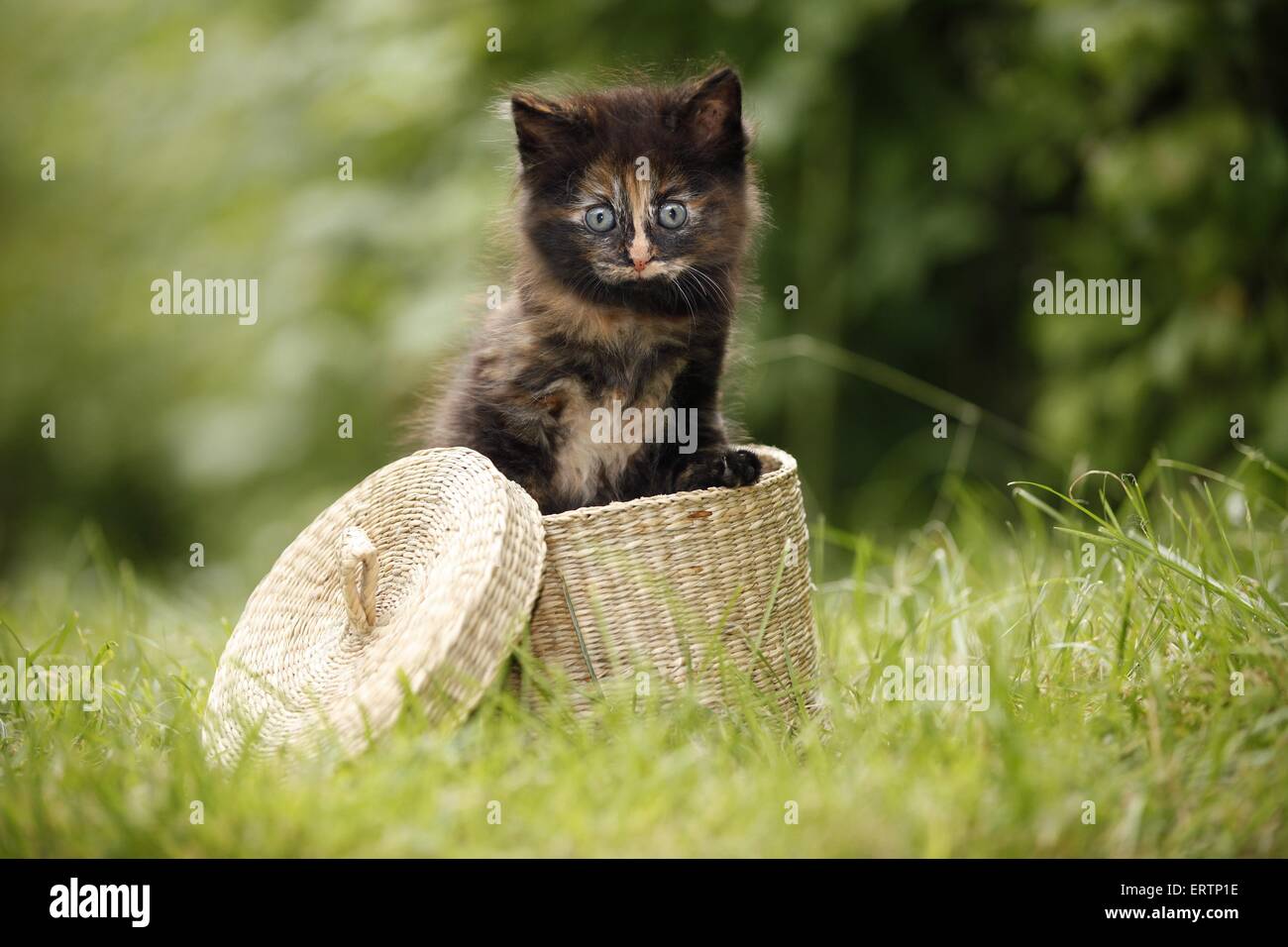Norwegische Waldkatzen kitten Stockfoto