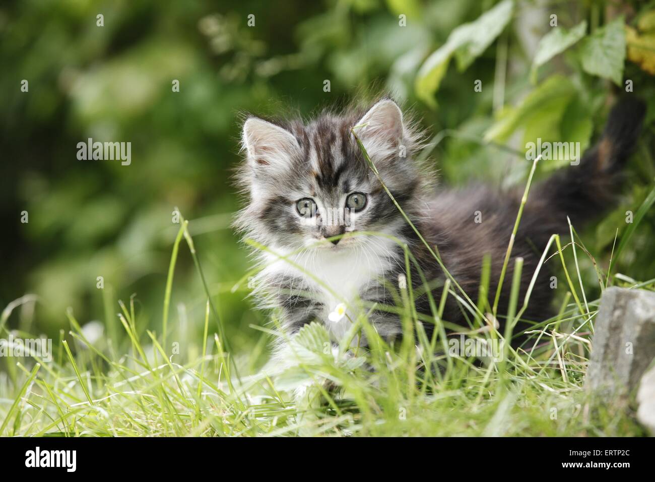 Norwegische Waldkatzen kitten Stockfoto