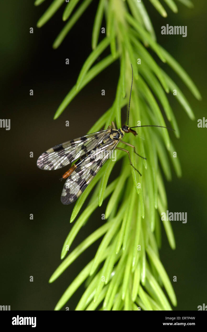 Gemeinsame Scorpionfly (Panorpa Communis) ist eine Art von Scorpionfly in Westeuropa heimisch. Stockfoto