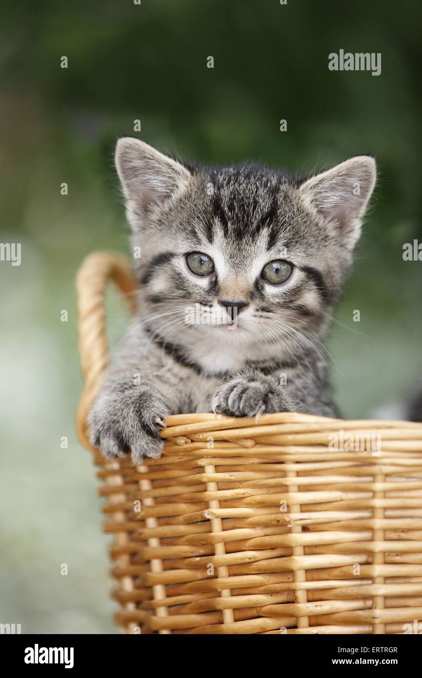 Kätzchen Stockfoto