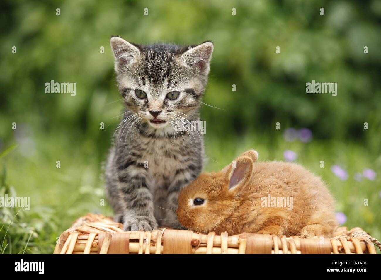 Kätzchen und Kaninchen Stockfoto