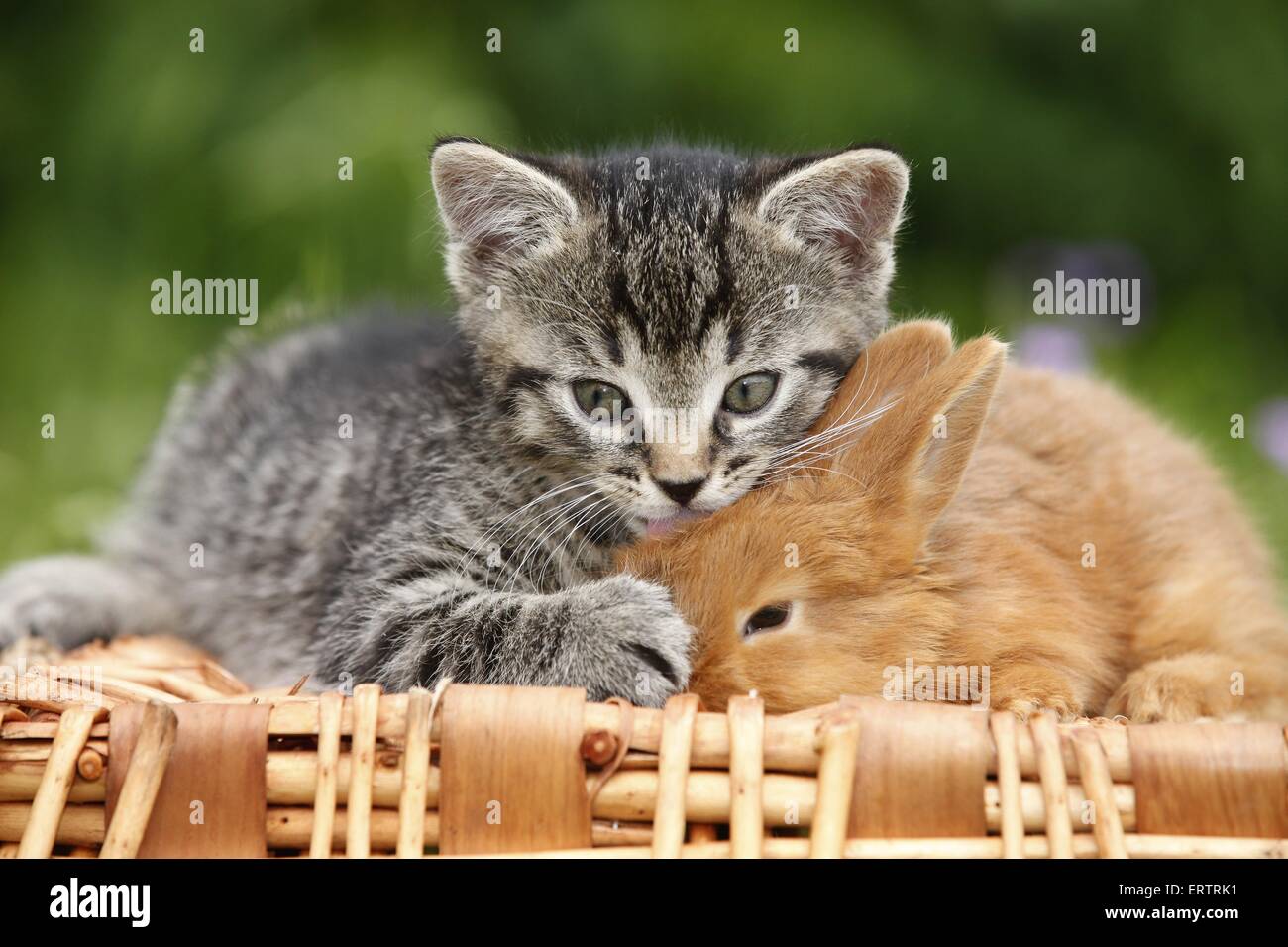 Kätzchen und Kaninchen Stockfoto